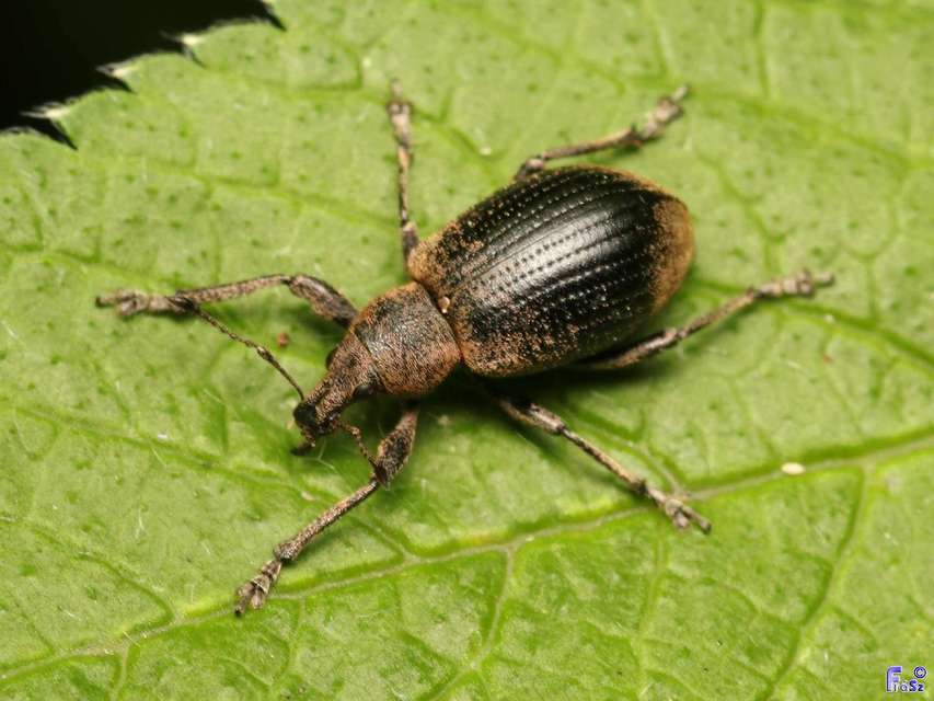 Liophloeus tessulatus - kockás barabolyormányos