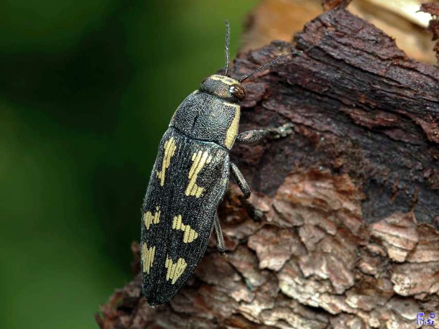 Buprestis novemmaculata - kilencfoltos díszbogár
