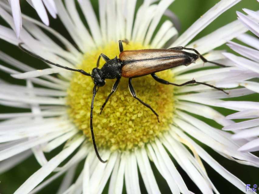 Stenurella melanura - feketevégű karcsúcincér