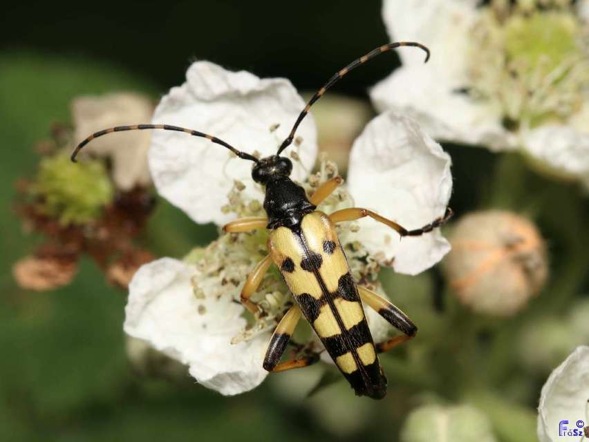 Rutpela maculata - tarkacsápú karcsúcincér