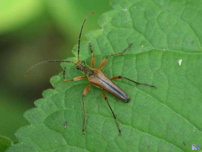 Stenocorus meridianus - fűz-gyökércincér