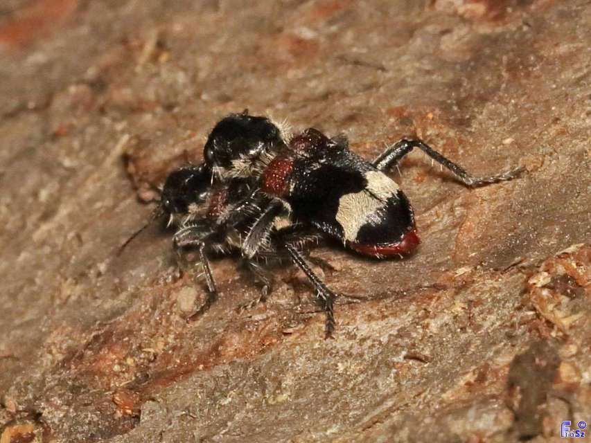 Clerus mutillarius - feketenyakú szúfarkas