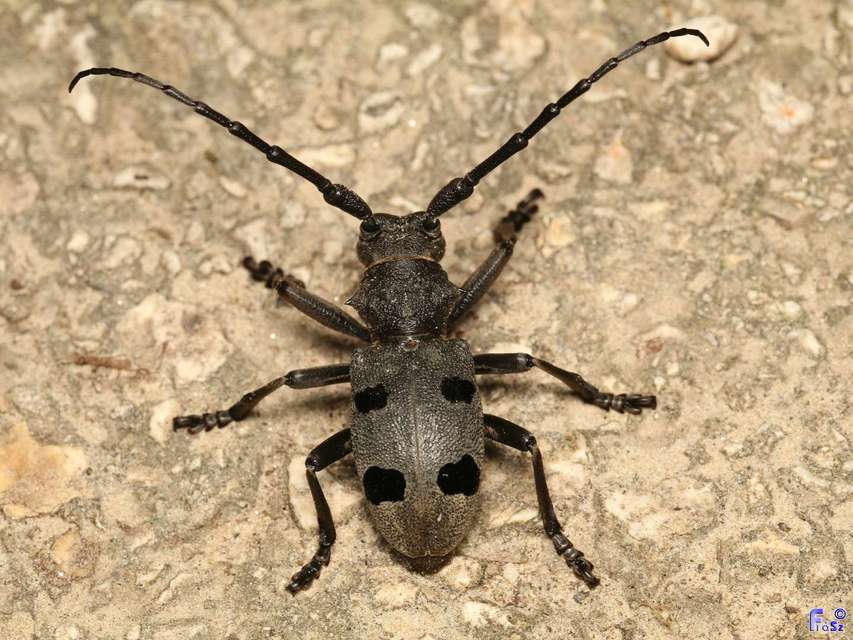 Morimus asper funereus - gyászcincér