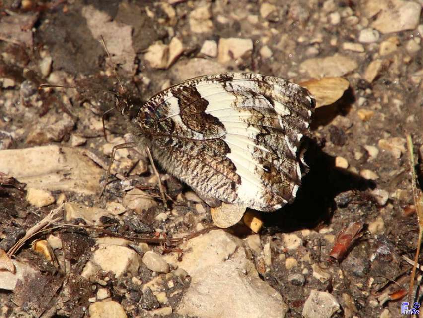 Brintesia circe - fehéröves szemeslepke