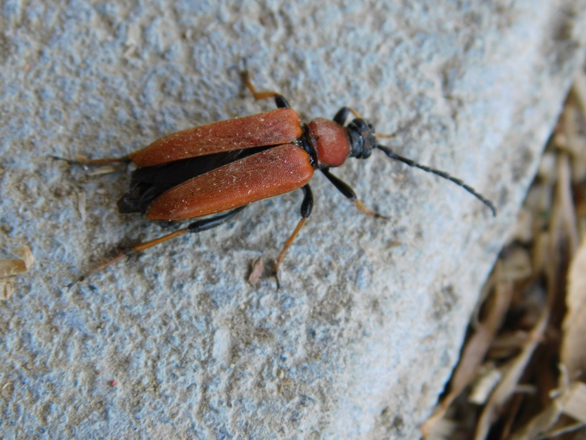 Stictoleptura rubra - vörös virágcincér