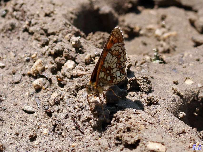 Melitaea athalia - közönséges tarkalepke