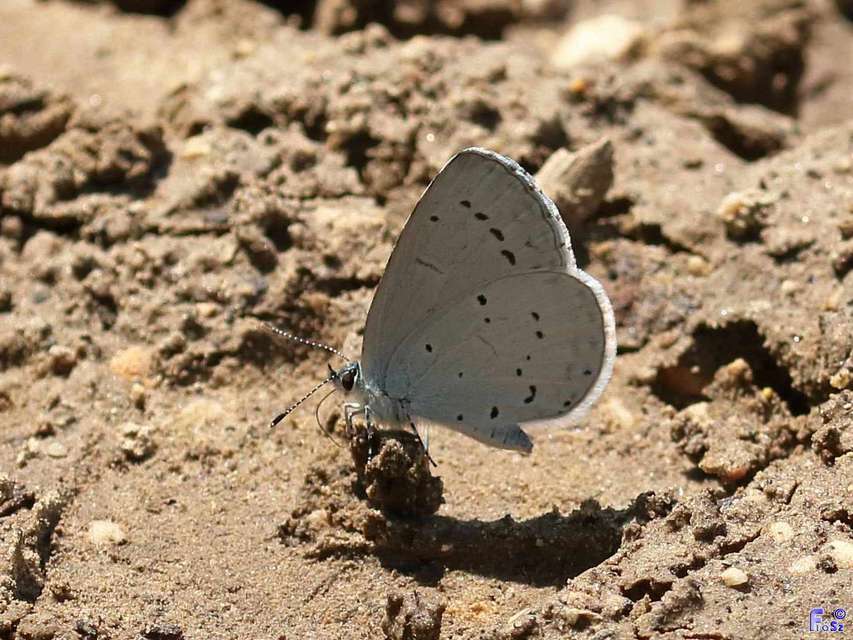Celastrina argiolus - bengeboglárka