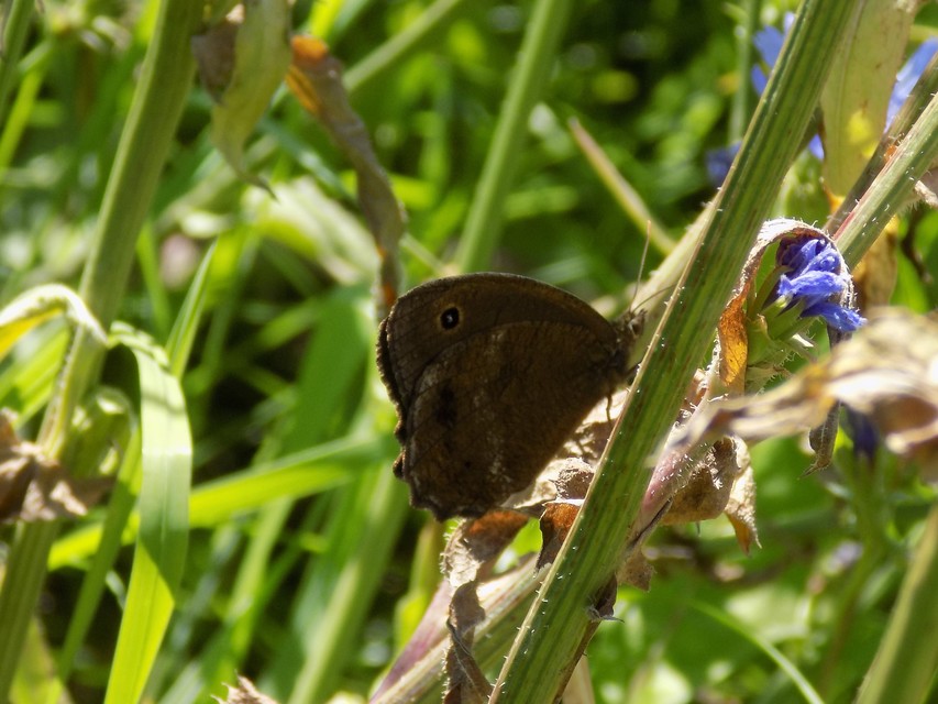 Minois dryas - fekete szemeslepke