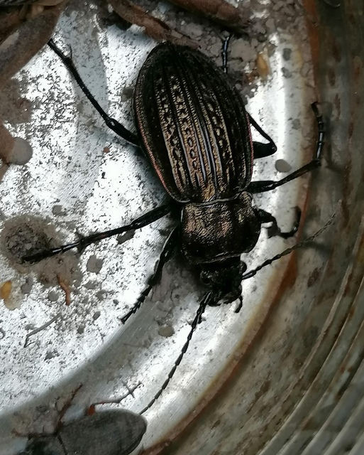 Carabidae - futóbogárfélék