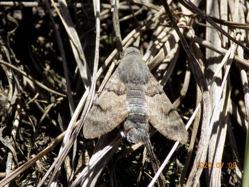 Macroglossum stellatarum - kacsafarkú szender