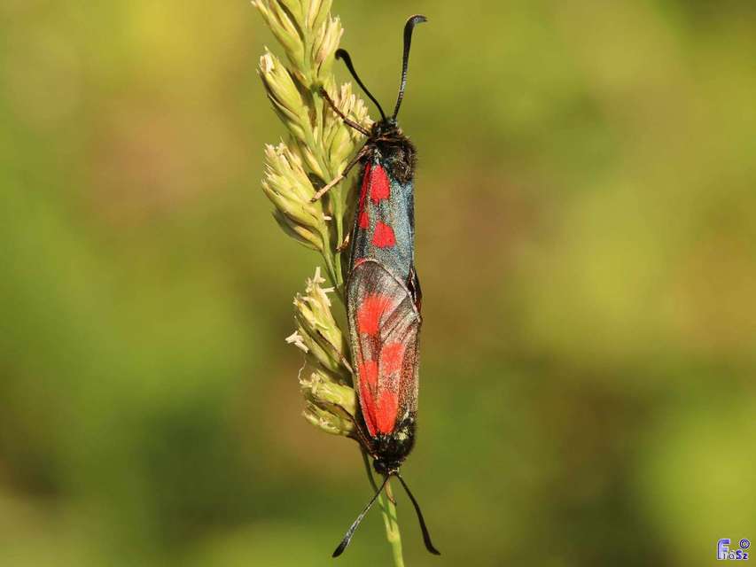 Zygaena loti - közönséges csüngőlepke