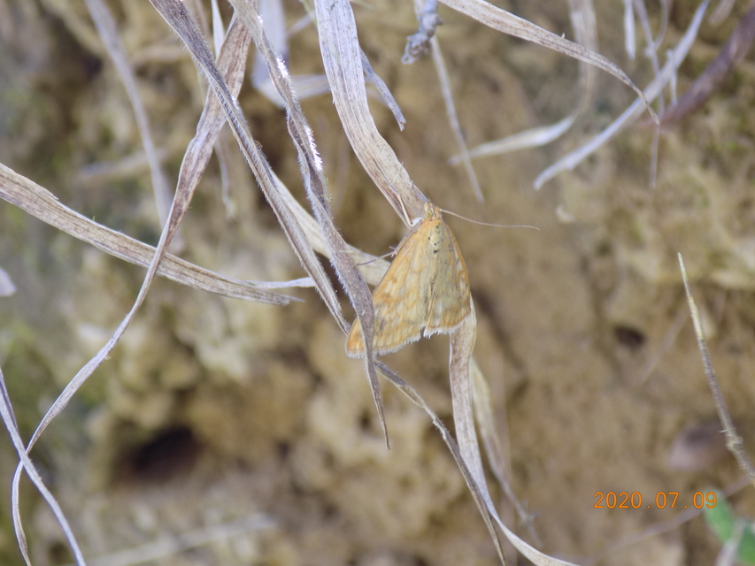 Sitochroa verticalis - világossárga dudvamoly