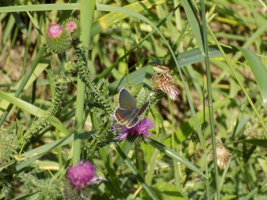 Plebejus argyrognomon - tintakék boglárka