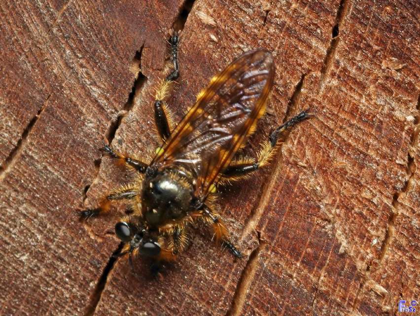 Choerades fimbriata
