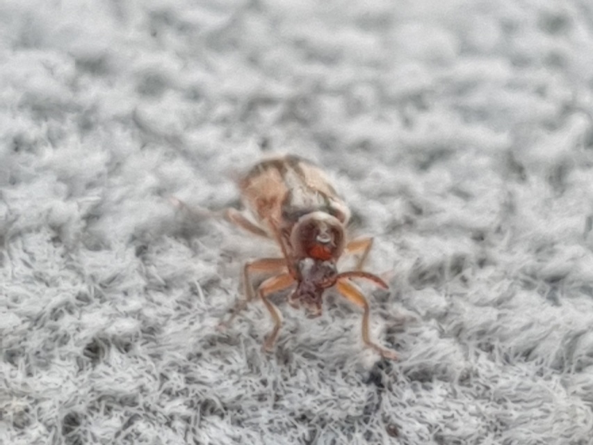 Notoxus monoceros - sárgahasú nyakszarvúbogár