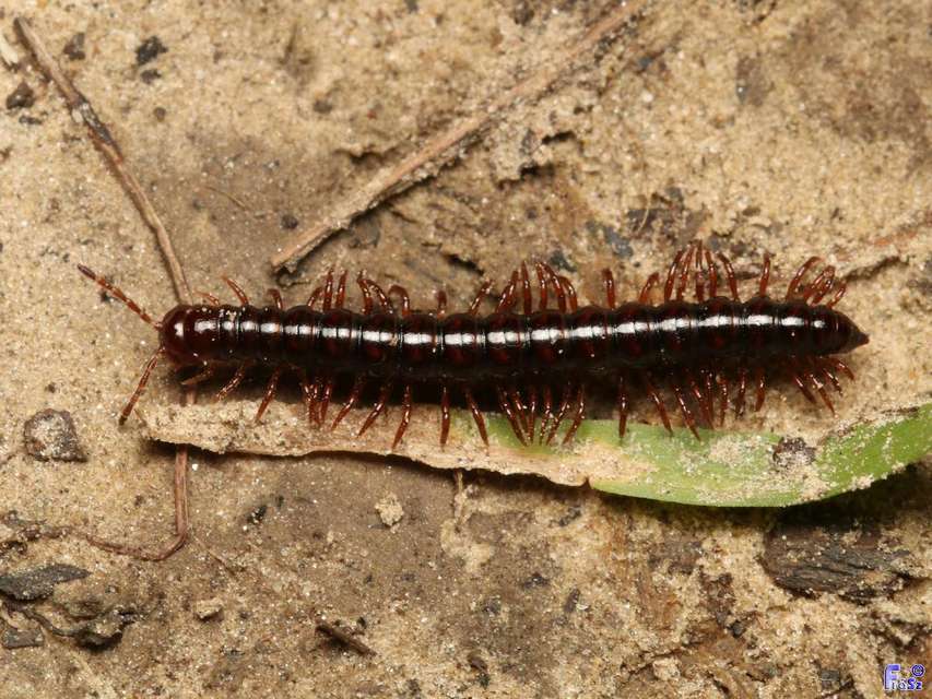 Strongylosoma stigmatosum