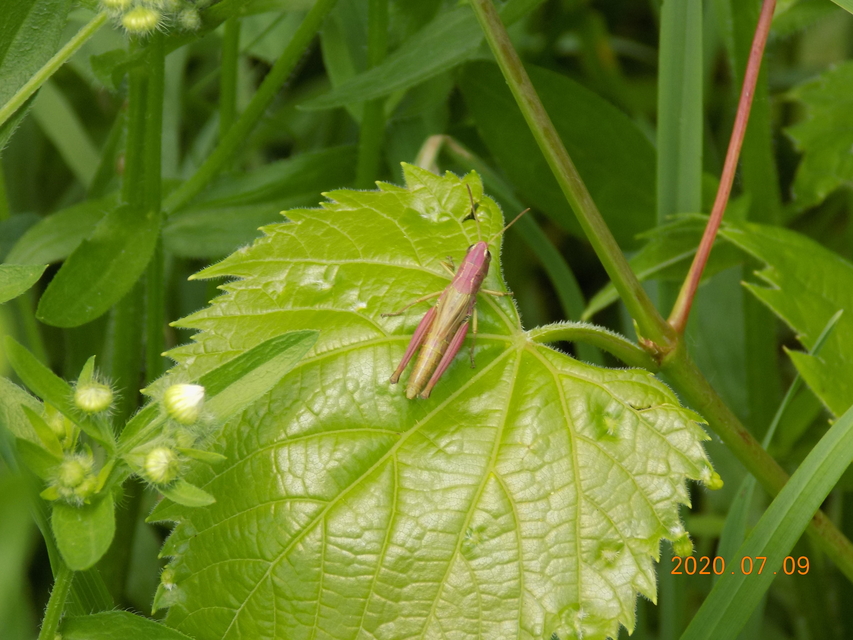 Pseudochorthippus parallelus - közönséges rétisáska