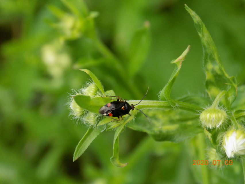 Deraeocoris ruber - vöröses mezeipoloska
