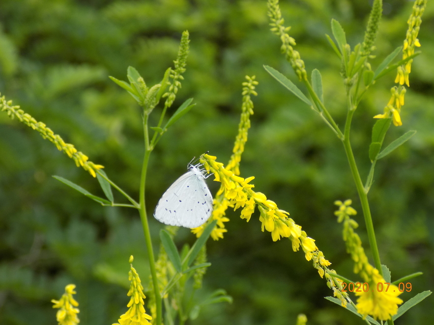 Celastrina argiolus - bengeboglárka