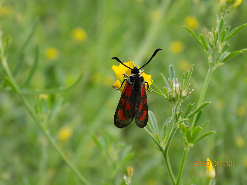 Zygaena loti - közönséges csüngőlepke