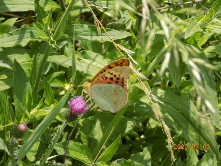 Argynnis pandora - zöldes gyöngyházlepke