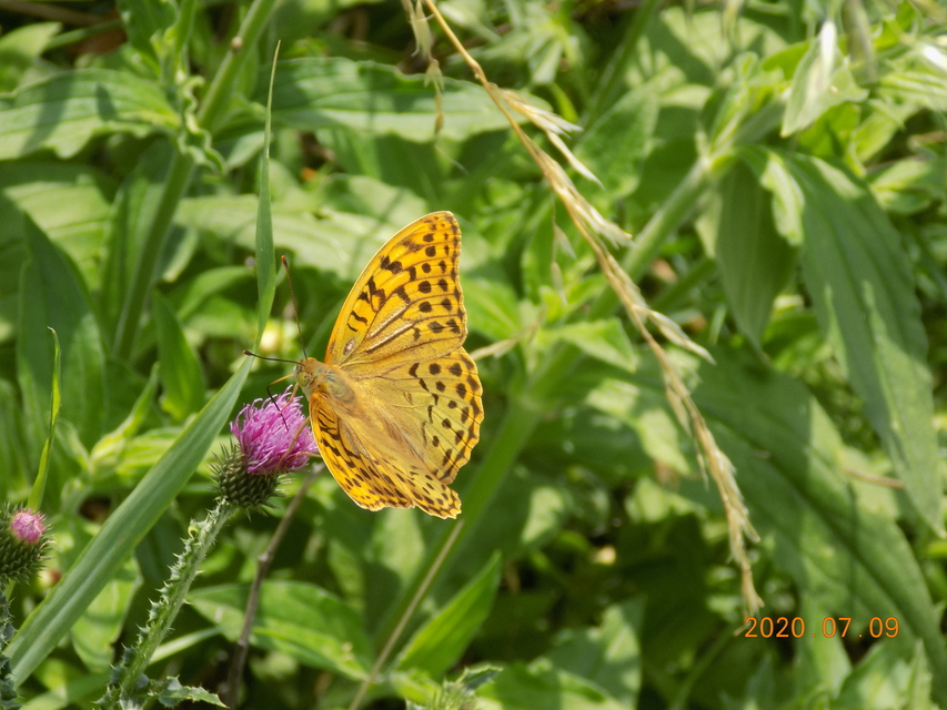 Argynnis pandora - zöldes gyöngyházlepke