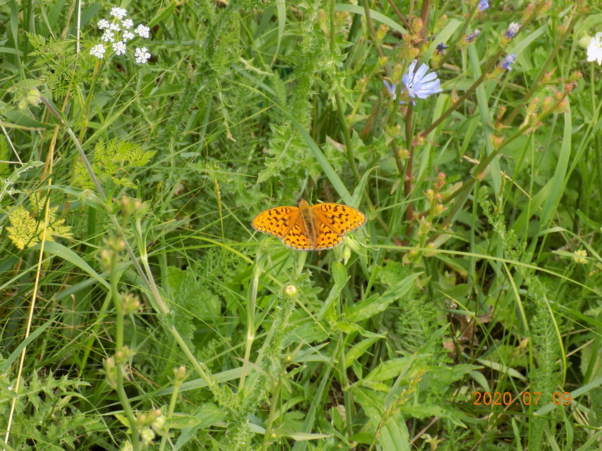 Argynnis adippe - ezüstös gyöngyházlepke