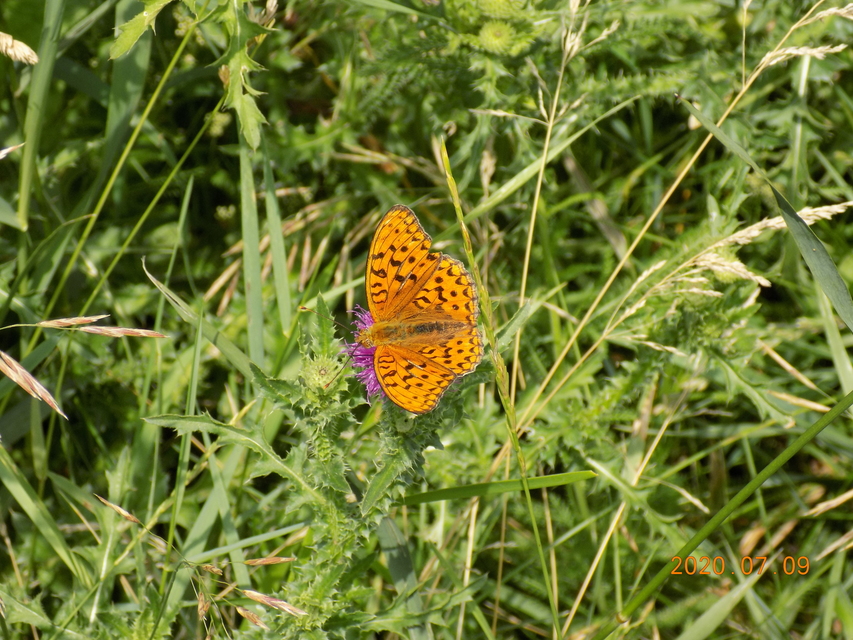 Argynnis adippe - ezüstös gyöngyházlepke