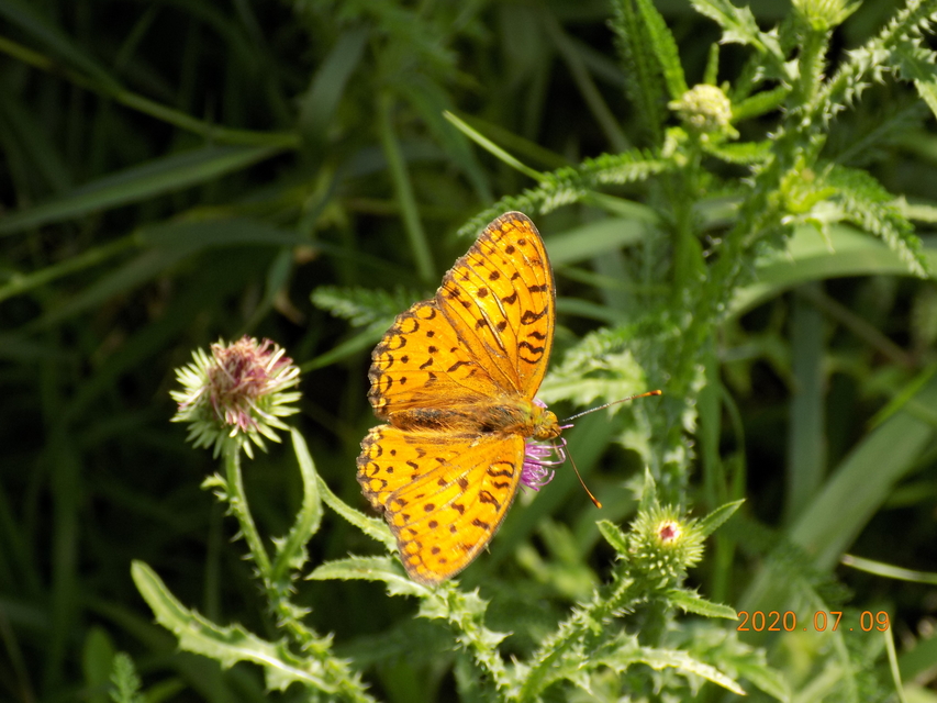 Argynnis adippe - ezüstös gyöngyházlepke