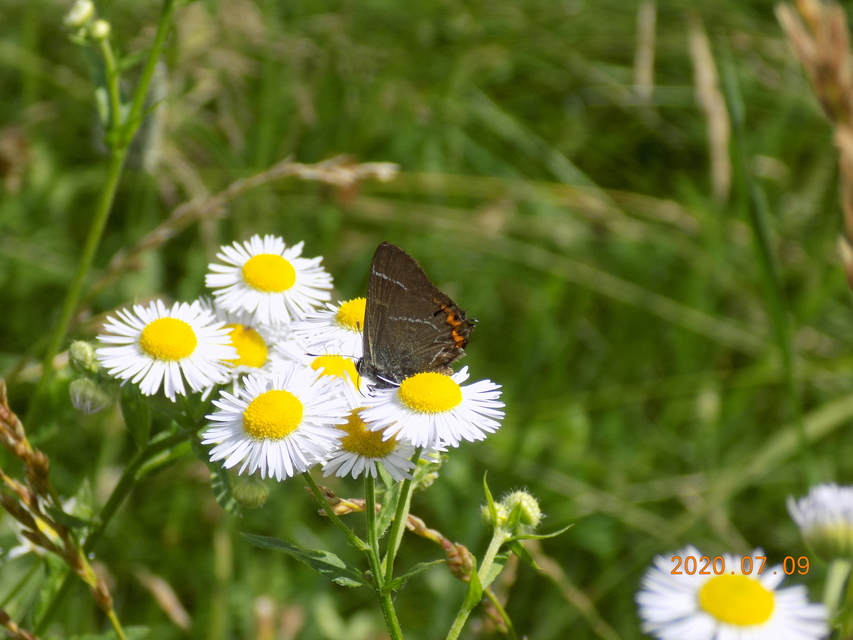 Satyrium w-album - szilfa-csücsköslepke