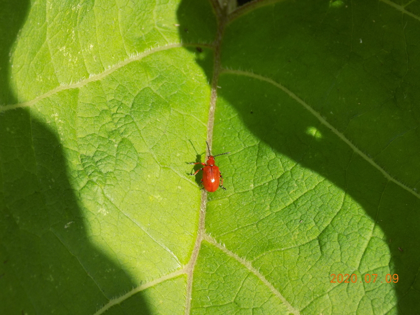 Lilioceris merdigera - hagymabogár Lilioceris merdigera - hagymabogár