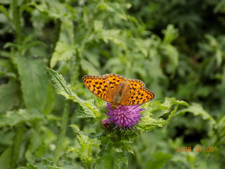 Argynnis adippe - ezüstös gyöngyházlepke