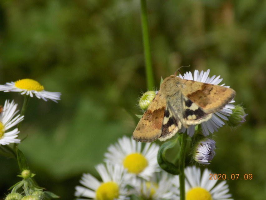 Heliothis viriplaca - mácsonyabagoly