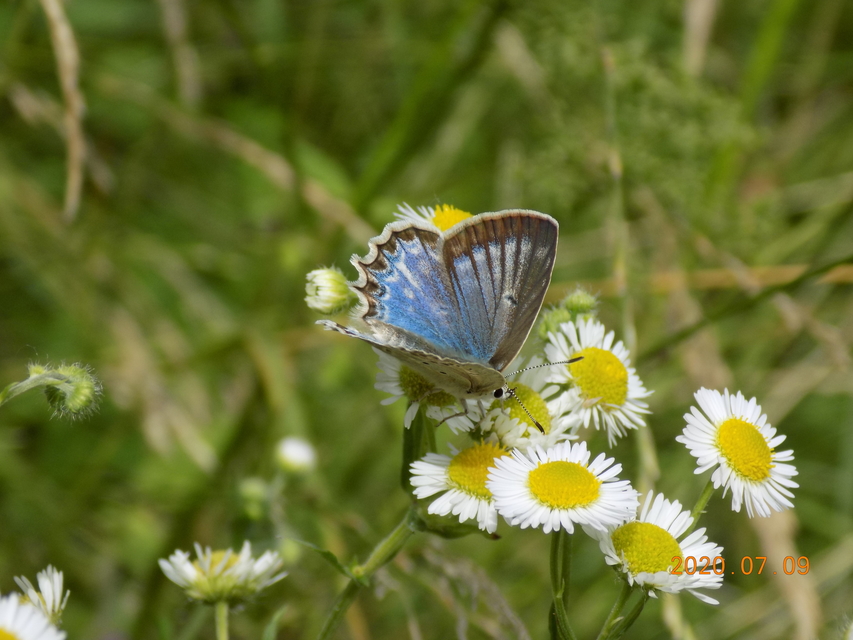 Polyommatus daphnis - csipkés boglárka