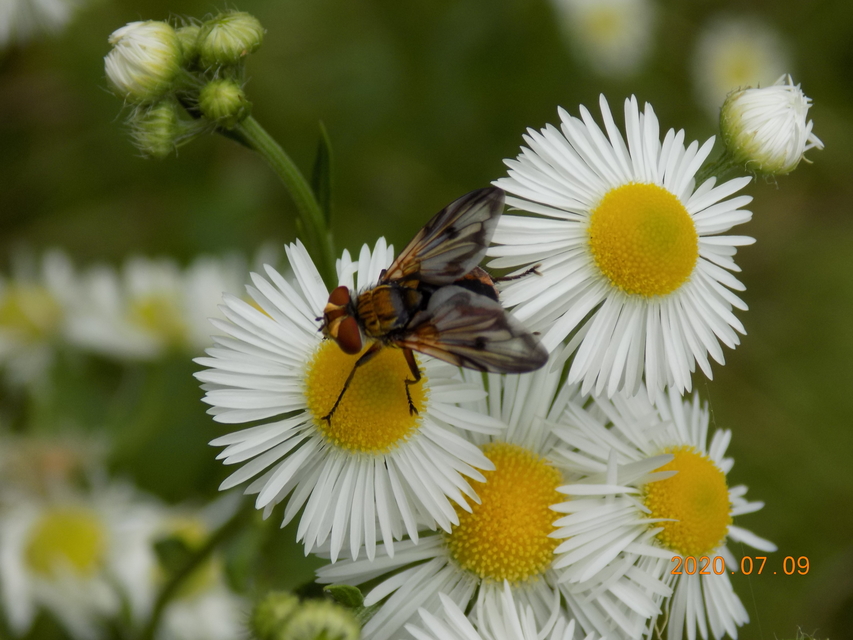 Ectophasia crassipennis - szélespotrohú poloskafürkész