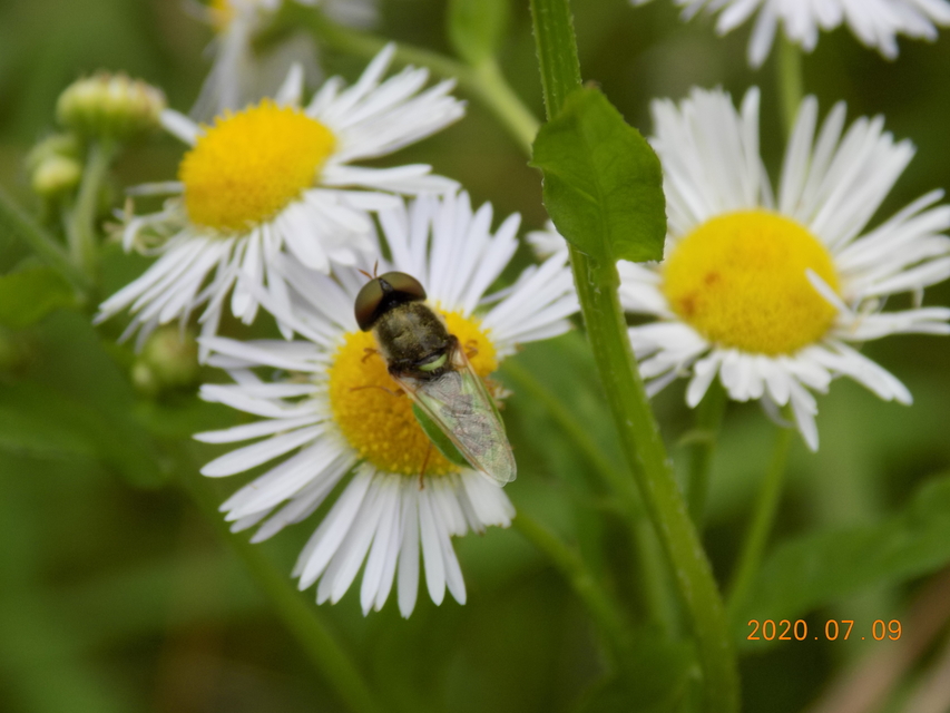 Odontomyia angulata - háromszöges zömöklégy