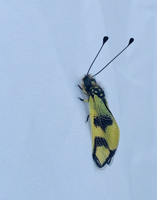 Libelloides macaronius - keleti rablópille