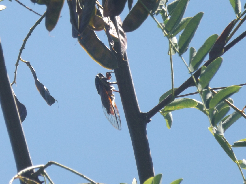 Tibicina haematodes - óriás-énekeskabóca