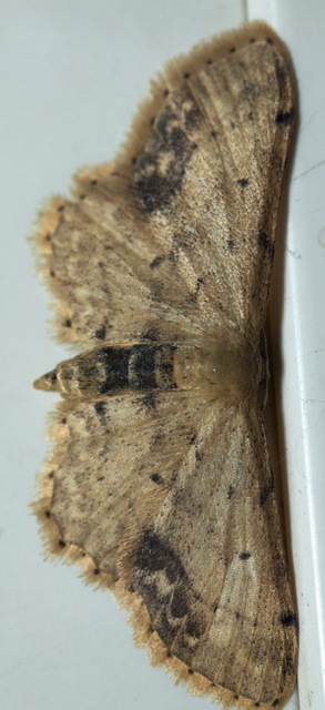 Idaea dimidiata - gyakori apróaraszoló