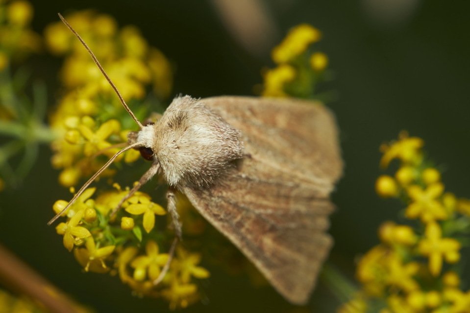 Parastichtis suspecta - sötét erdeibagoly