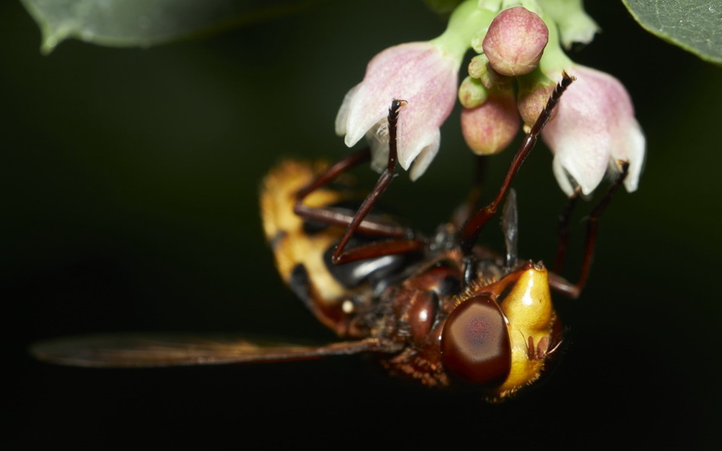 Volucella zonaria - kétöves pihelégy