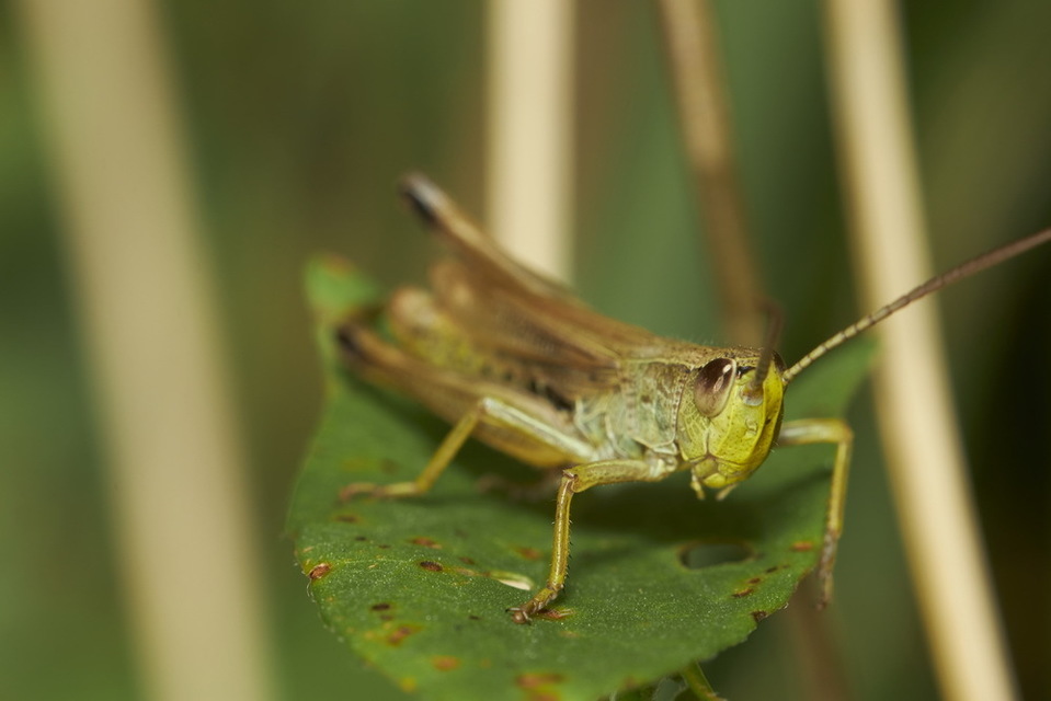 Pseudochorthippus parallelus - közönséges rétisáska