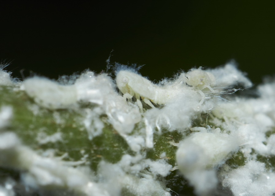 Metcalfa pruinosa - amerikai lepkekabóca