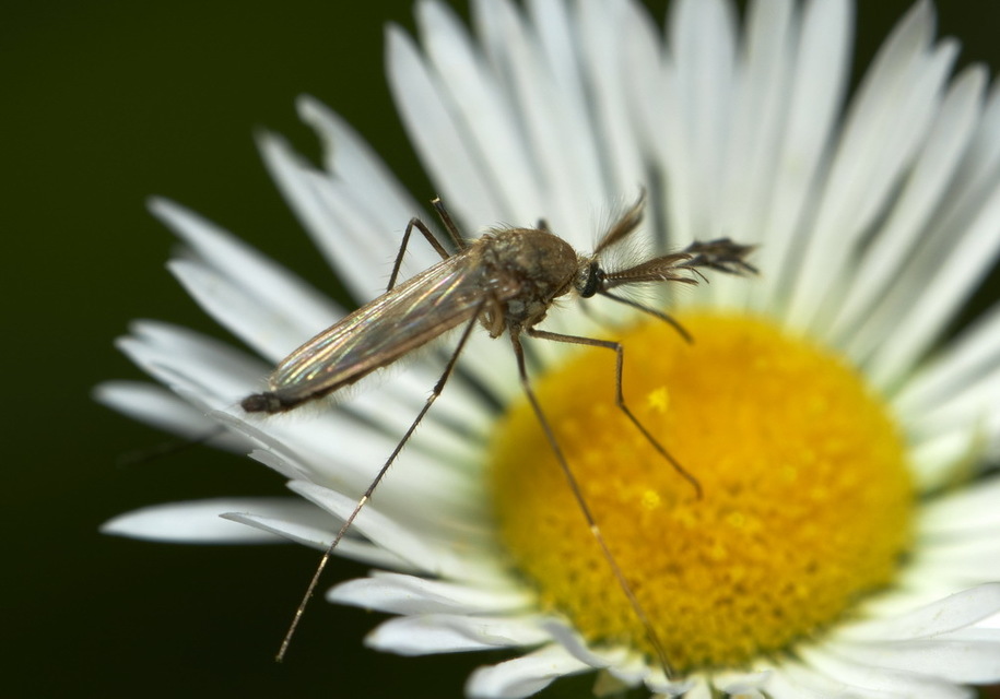 Culicidae - csípőszúnyogok