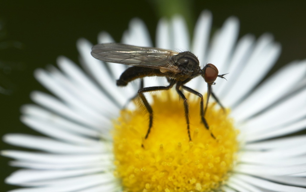 Empididae - táncoslegyek