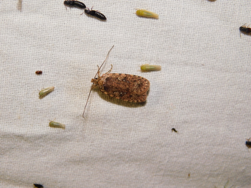 Agonopterix