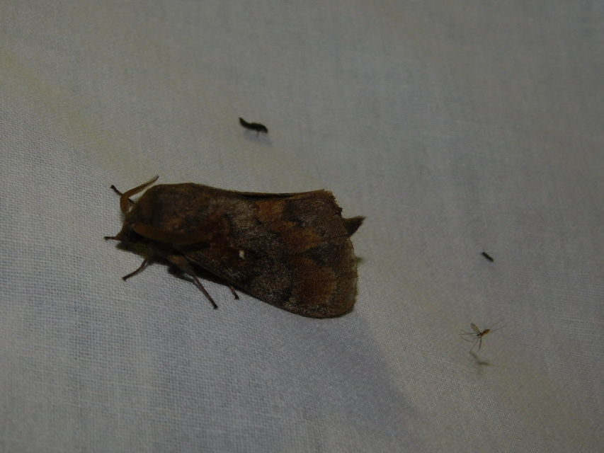 Dendrolimus pini - fenyőpohók