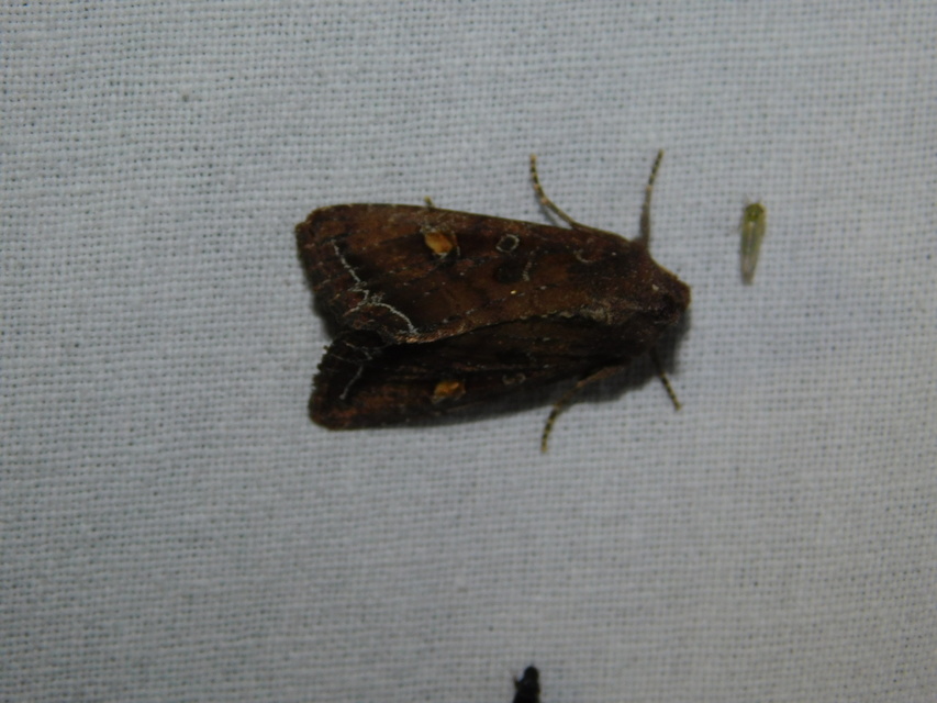 Lacanobia oleracea - saláta-kertibagoly