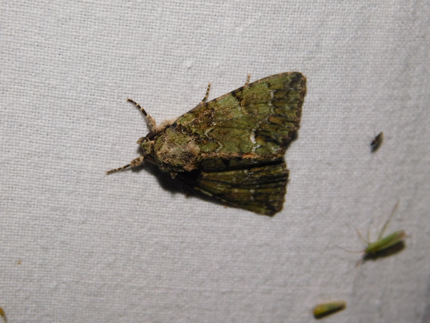 Polyphaenis sericata - selyemfényű erdeibagoly
