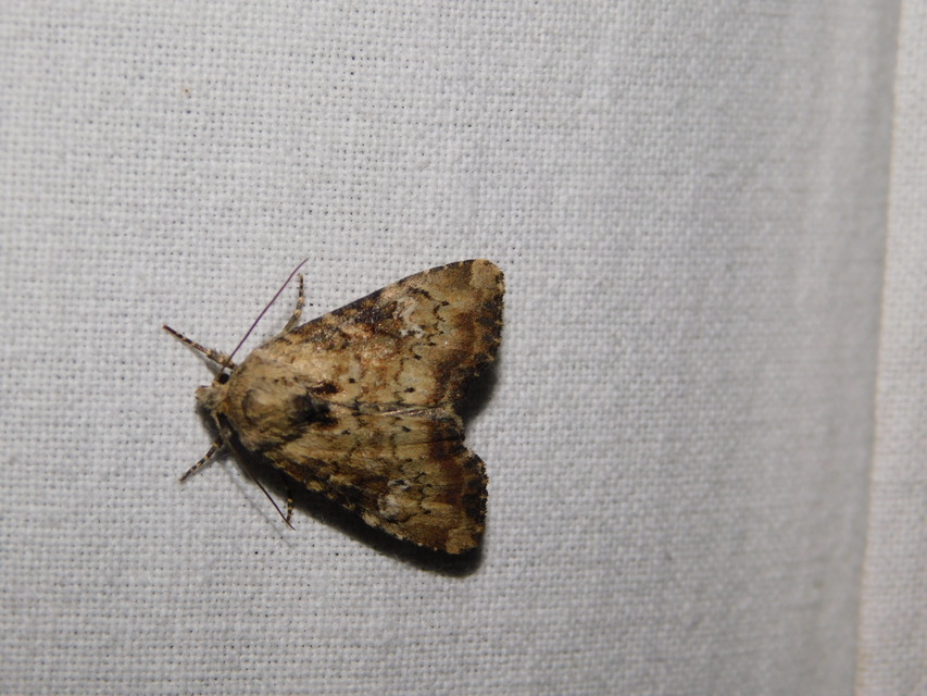 Loscopia scolopacina - csinos dudvabagoly